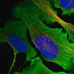 Merck Anti-MKLN1 antibody produced in rabbit