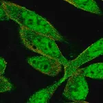 Merck Anti-ZNF407 antibody produced in rabbit