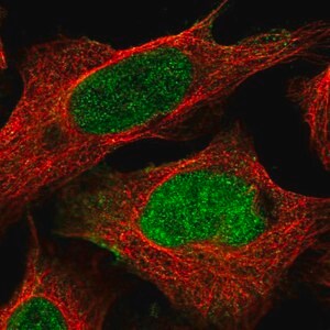 Merck Anti-FAM13B antibody produced in rabbit