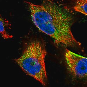 Merck Anti-TNPO3 antibody produced in rabbit