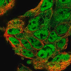 Merck Anti-UBL7 antibody produced in rabbit