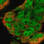 Merck Anti-UBL7 antibody produced in rabbit