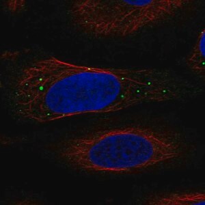 Merck Anti-IGIP antibody produced in rabbit