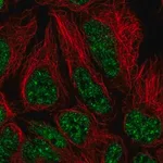 Merck Anti-U2AF2 antibody produced in rabbit