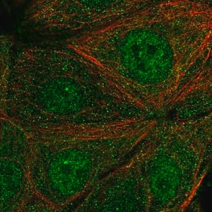 Merck Anti-SYT17 antibody produced in rabbit