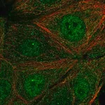 Merck Anti-SYT17 antibody produced in rabbit