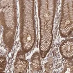 Merck Anti-ZFYVE19 antibody produced in rabbit