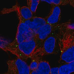 Merck Anti-TRAPPC5 antibody produced in rabbit