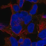 Merck Anti-TRAPPC5 antibody produced in rabbit