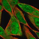 Merck Anti-FXYD6 antibody produced in rabbit