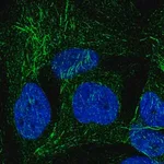 Merck Anti-SPRY2 antibody produced in rabbit
