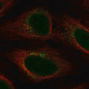 Merck Anti-YIPF5 antibody produced in rabbit