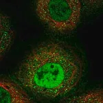 Merck Anti-ERAP1 antibody produced in rabbit