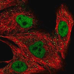 Merck Anti-ZNF574 antibody produced in rabbit