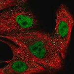 Merck Anti-ZNF574 antibody produced in rabbit