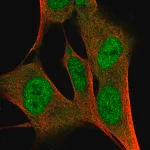 Merck Anti-ZFP3 antibody produced in rabbit
