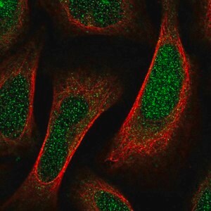 Merck Anti-SHF antibody produced in rabbit