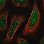 Merck Anti-SHF antibody produced in rabbit