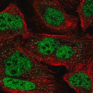 Merck Anti-ZNF638 antibody produced in rabbit
