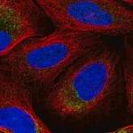 Merck Anti-DNA2 antibody produced in rabbit