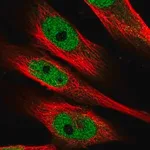 Merck Anti-MAML1 antibody produced in rabbit