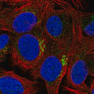 Merck Anti-ZFAND4 antibody produced in rabbit