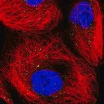 Merck Anti-TRUB1 antibody produced in rabbit