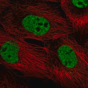 Merck Anti-PPRC1 antibody produced in rabbit
