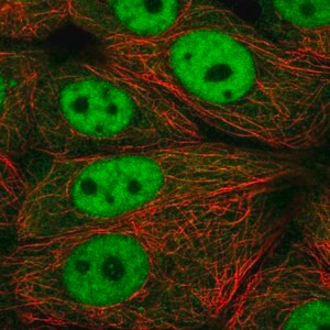 Merck Anti-XPOT antibody produced in rabbit