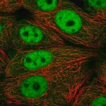 Merck Anti-XPOT antibody produced in rabbit