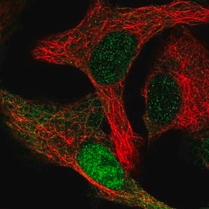 Merck Anti-CDK2AP1 antibody produced in rabbit