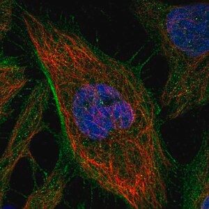 Merck Anti-ARHGAP21 antibody produced in rabbit
