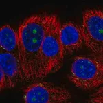 Merck Anti-BMP7 antibody produced in rabbit