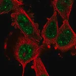 Merck Anti-CCNL1 antibody produced in rabbit