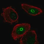 Merck Anti-SLC10A7 antibody produced in rabbit