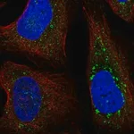 Merck Anti-FYCO1 antibody produced in rabbit