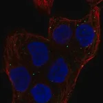 Merck Anti-MEMO1 antibody produced in rabbit