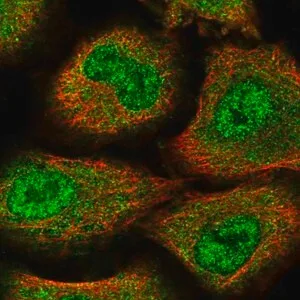 Merck Anti-ZNF500 antibody produced in rabbit