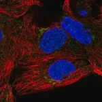 Merck Anti-SLC35A5 antibody produced in rabbit