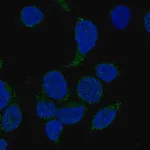 Merck Anti-NCF4 antibody produced in rabbit