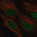 Merck Anti-ZNF594 antibody produced in rabbit
