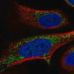 Merck Anti-FASTKD2 antibody produced in rabbit