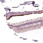 Merck Anti-ARMS2 antibody produced in rabbit