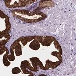 Merck Anti-SMAD3 antibody produced in rabbit