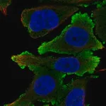 Merck Anti-EFNB1 antibody produced in rabbit