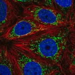 Merck Anti-ATP5J2 antibody produced in rabbit