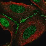 Merck Anti-FAM126B antibody produced in rabbit
