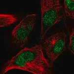 Merck Anti-CENPW antibody produced in rabbit