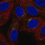 Merck Anti-SPPL2A antibody produced in rabbit