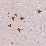 Merck Anti-FAM163B antibody produced in rabbit